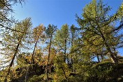 28 Larici colorati d'autunno